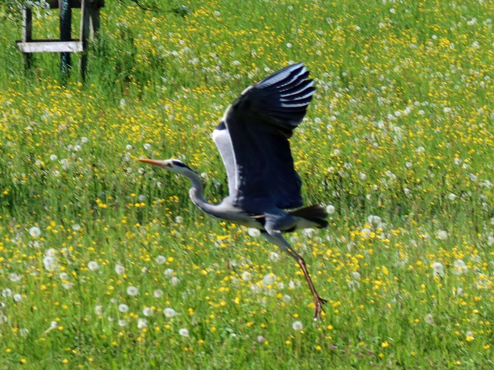 fliegender Reiher