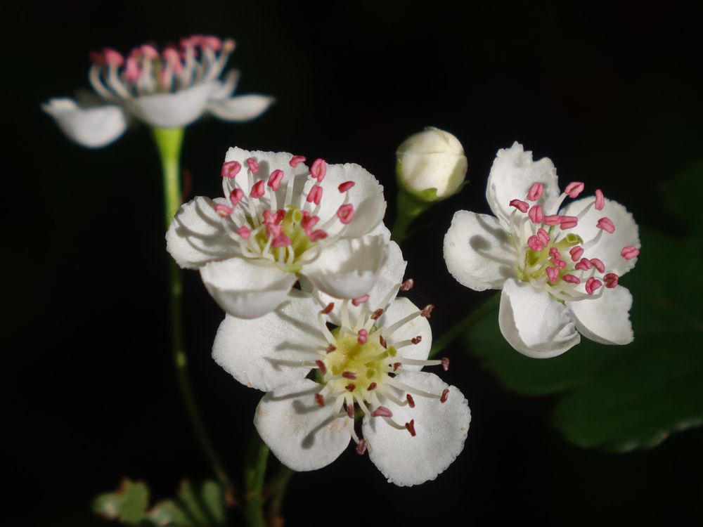 Blüten von Weißdorn