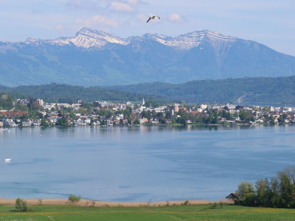 Rapperswil mit Speer und Federispitz