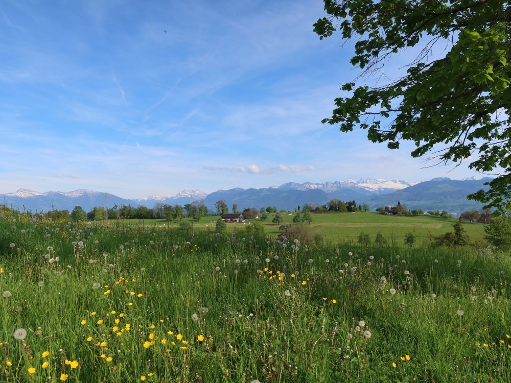 Appenzeller und Glarner Alpen über Schrennen