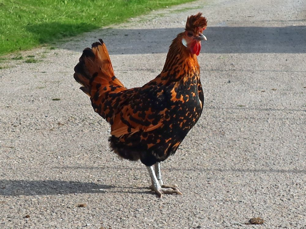 freilaufendes Huhn