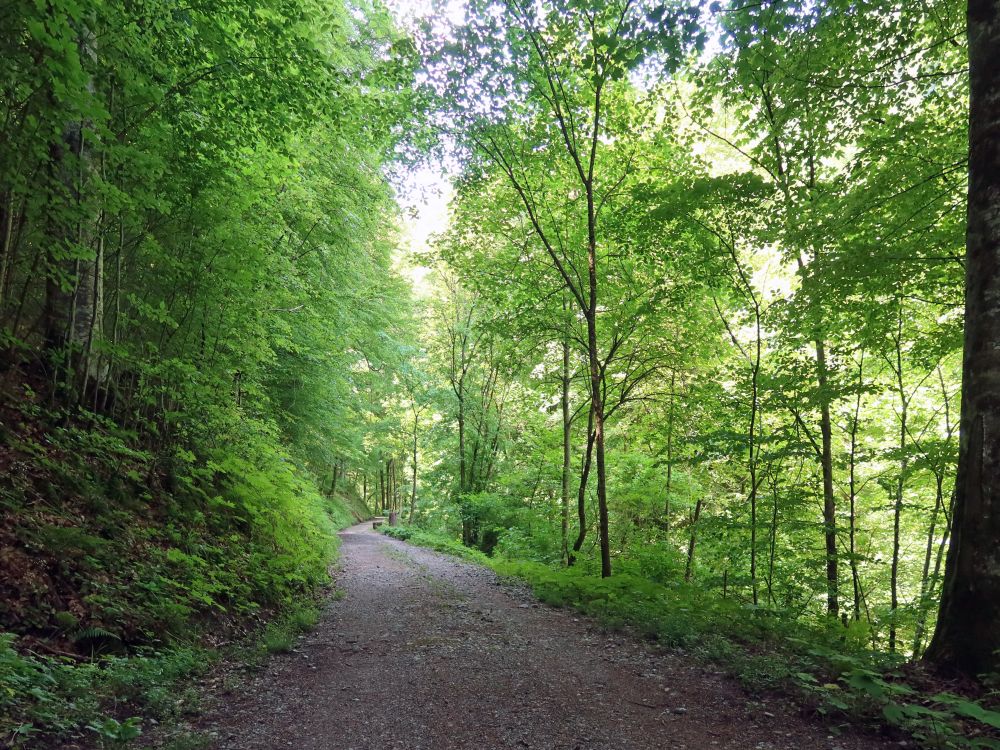 Waldweg