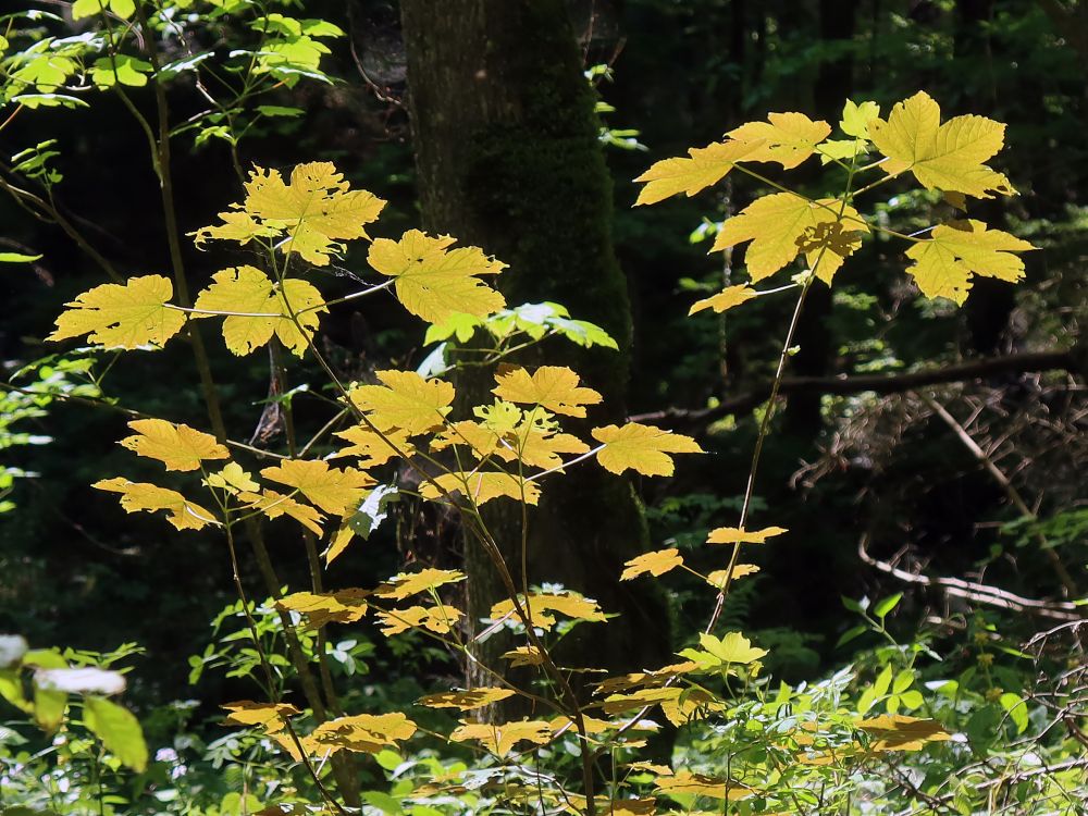 Ahornblätter in der Sonne