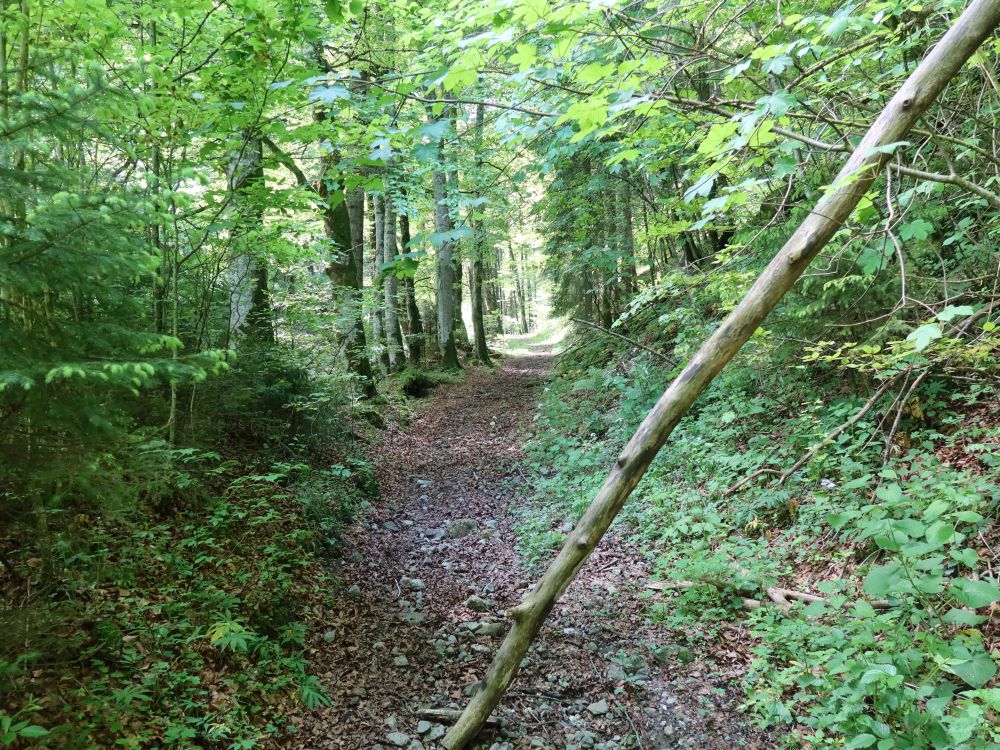 Waldweg