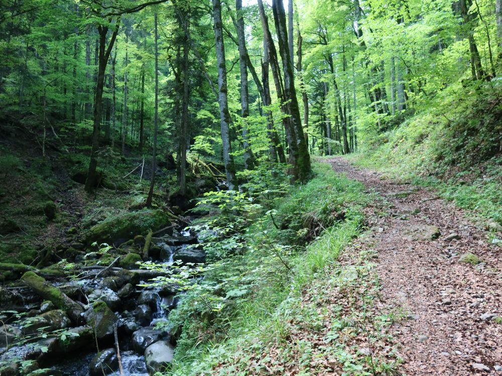 Weg am Tobelbach