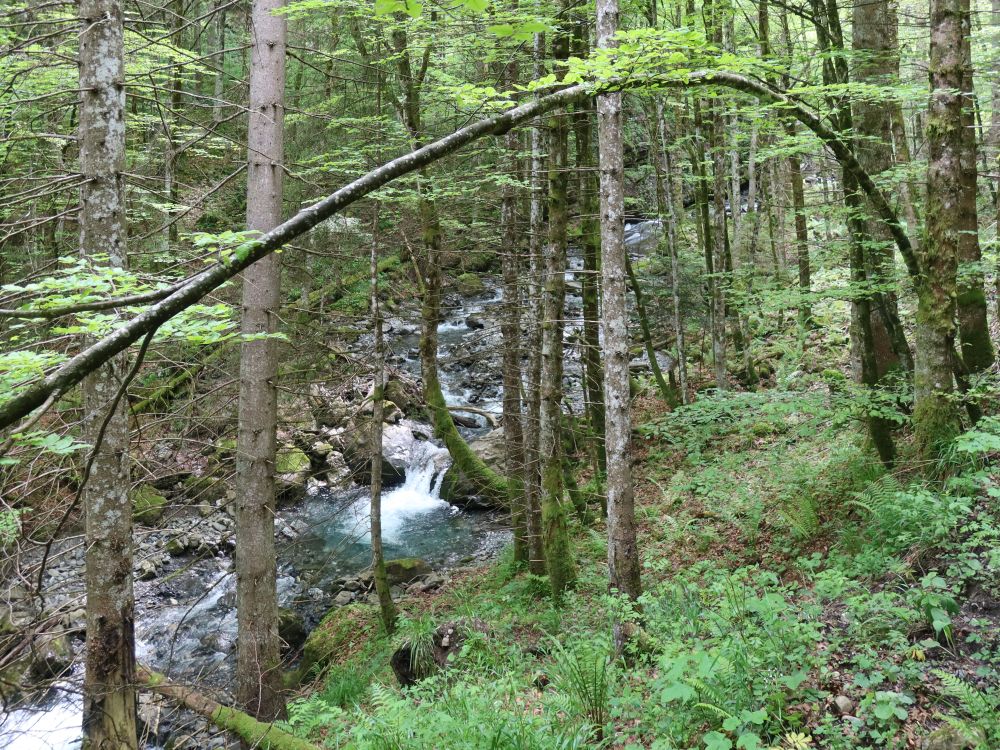 gebogener Baum am Tobelbach