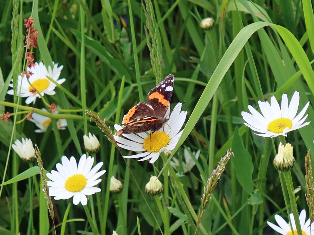 Schmetterling Admiral