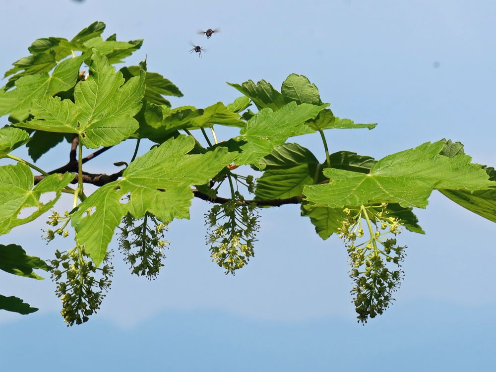 fliegende Insekten über Bergahorn