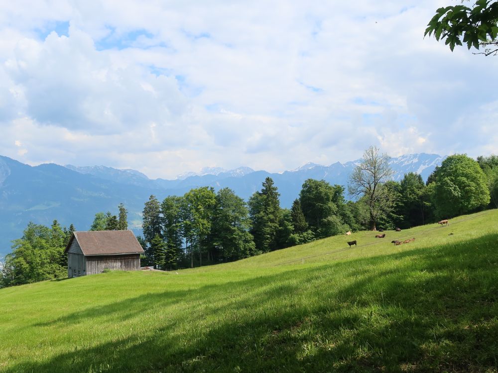 Weide am Buchserberg