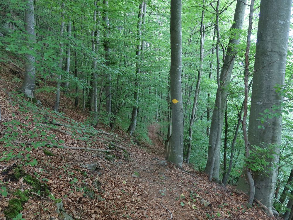 Waldweg