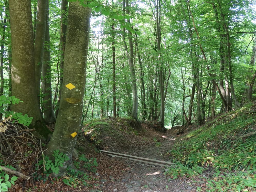 Waldweg