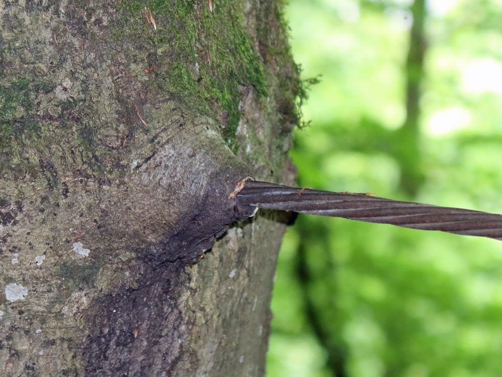 eingewachsenes Drahtseil