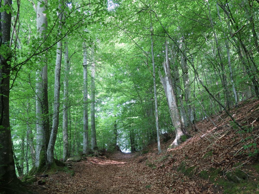 Waldweg