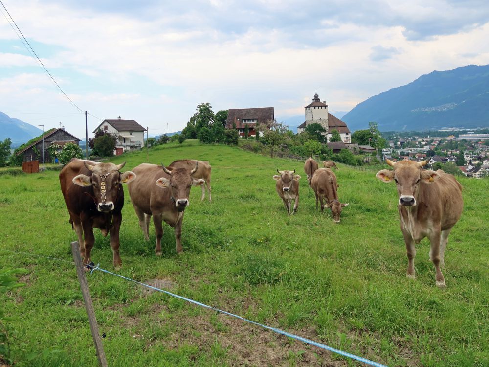 Huhherde vor Schloss Werdenberg