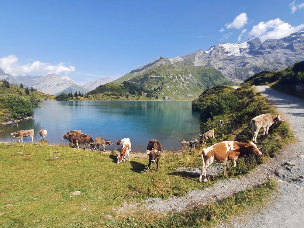 Kuhherde am Trübseeufer mit Titlis