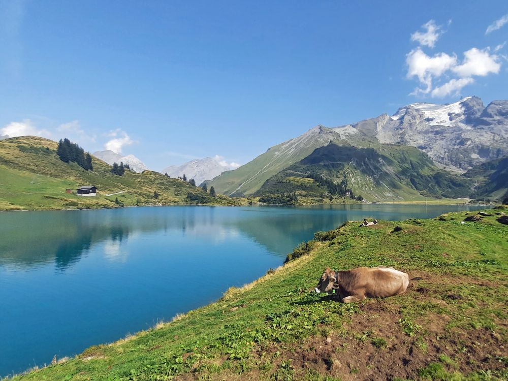 Kuh am Trübseeufer mit Titlis