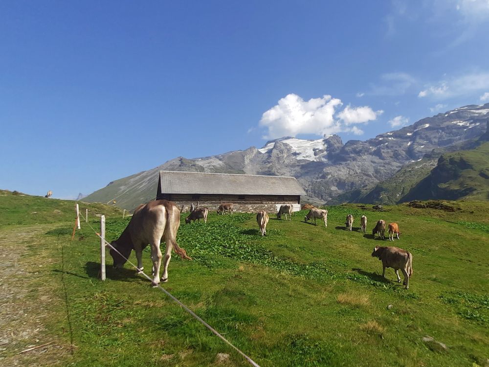 Kuhherde unterm Titlis