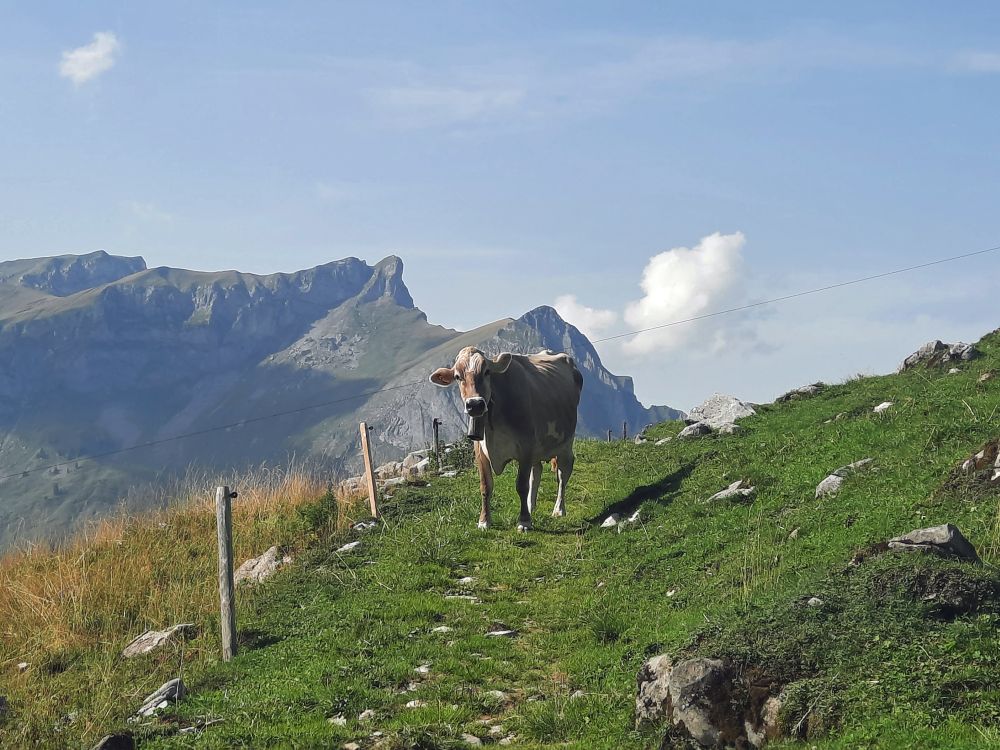 Kuh unterm Scheideggstock