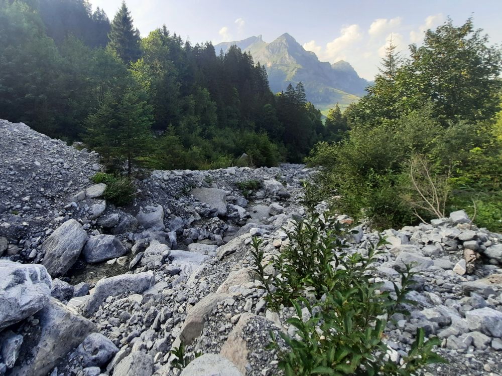 Geröllfeld und Scheideggstock