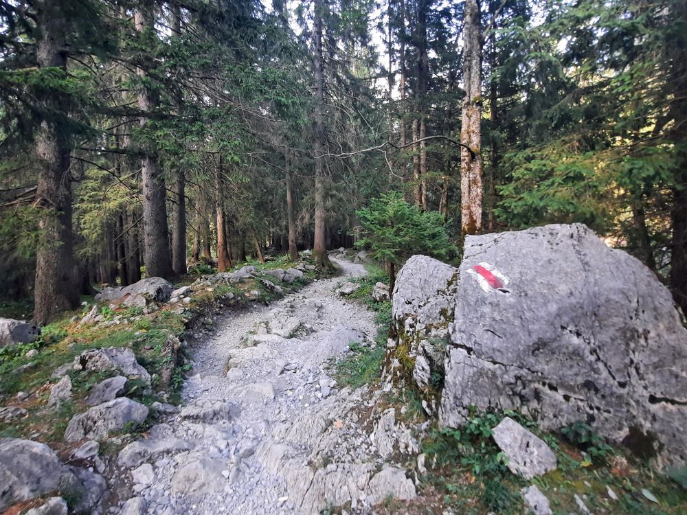 felsiger Waldweg