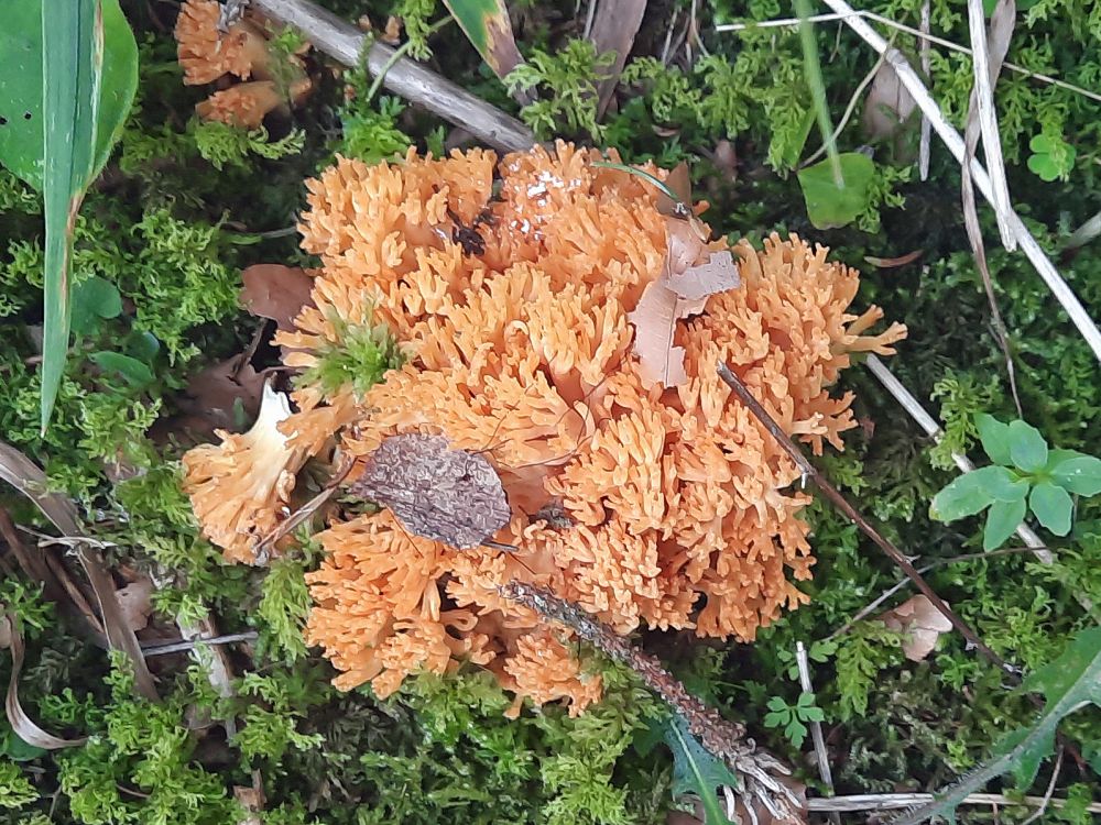 Pilz Koralle