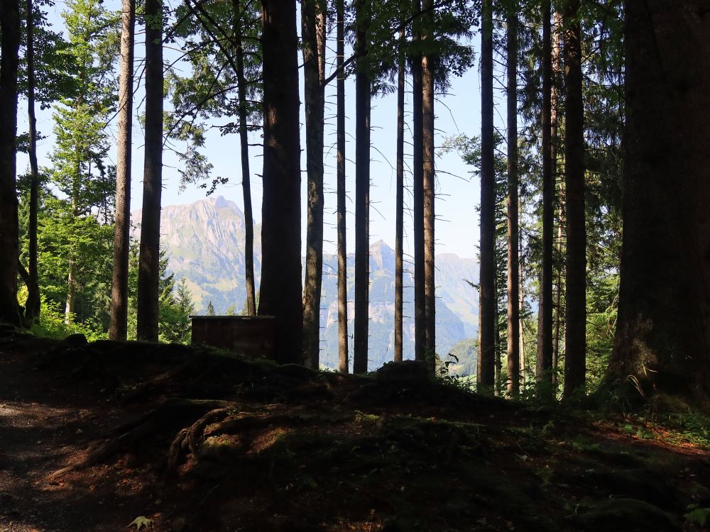 Berge zwischen den Bäumen