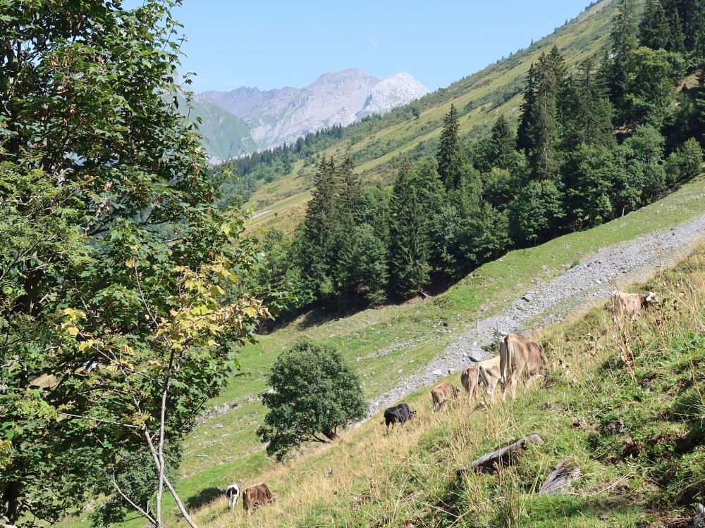 Kühe am Berghang