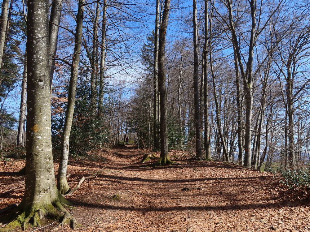 Waldweg