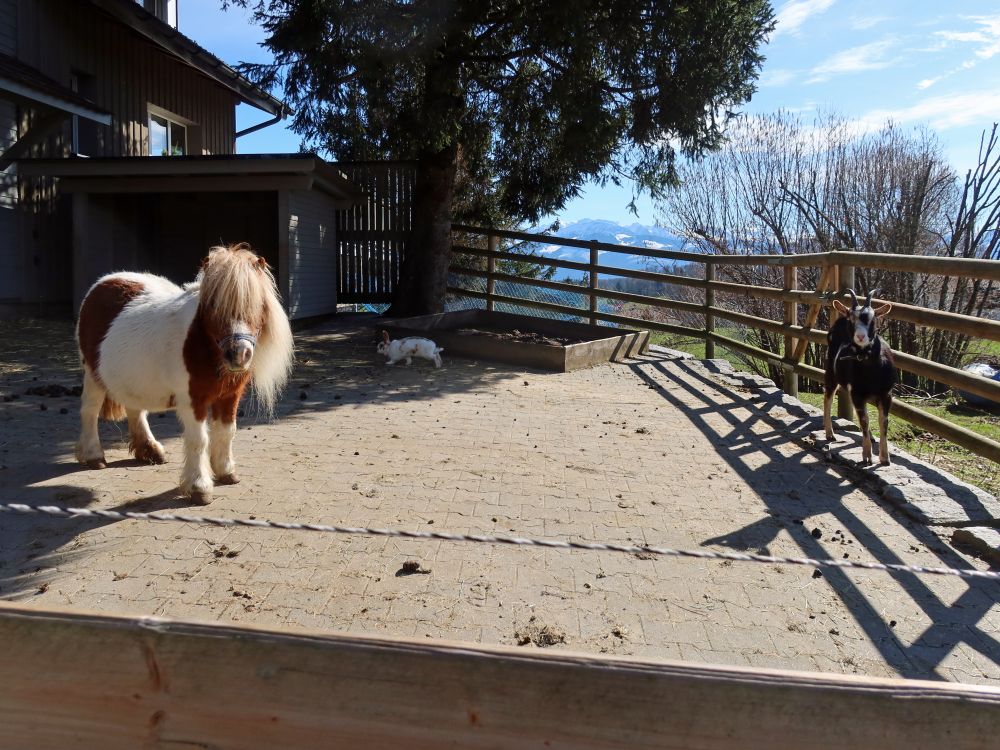 Pony, Kaninchen und Ziege