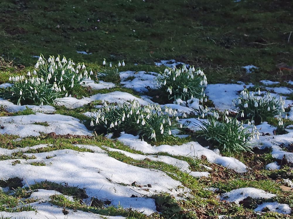 Schneeglöckchen