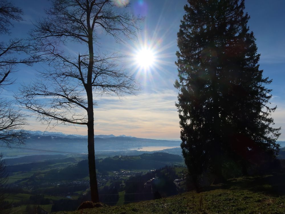 Zürichsee im Gegenlicht