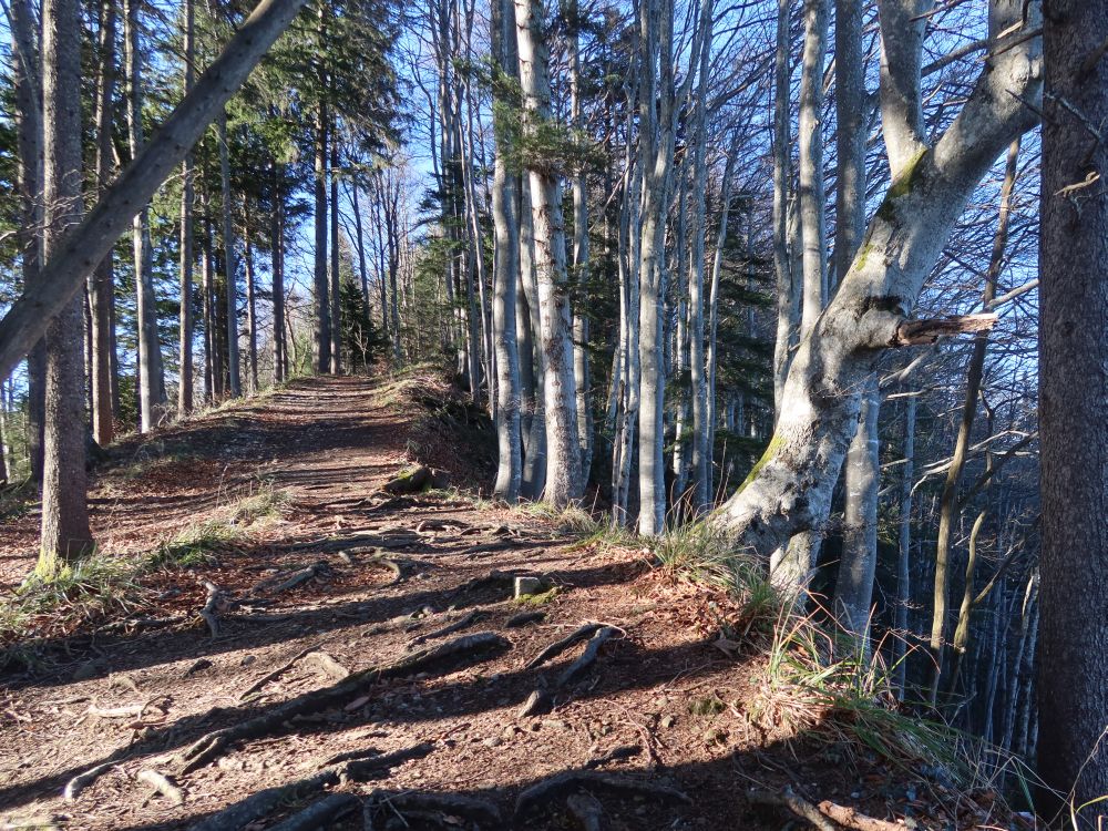 Waldpfad am Chrinenberg