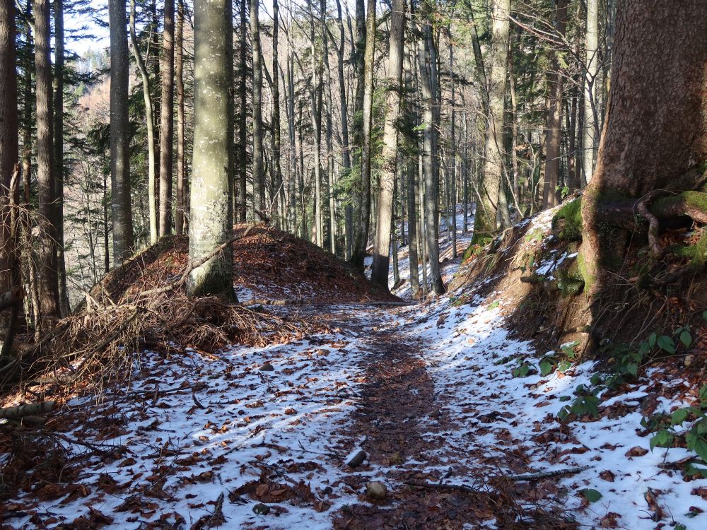 Schneereste am Waldpfad