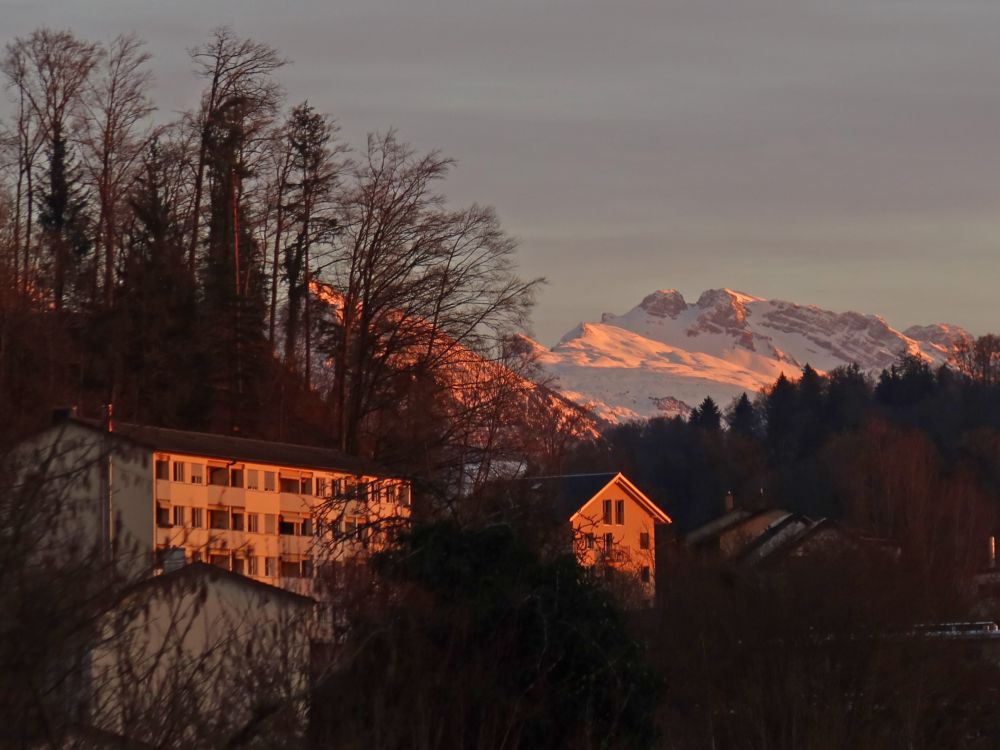 Abendsonne über Wald