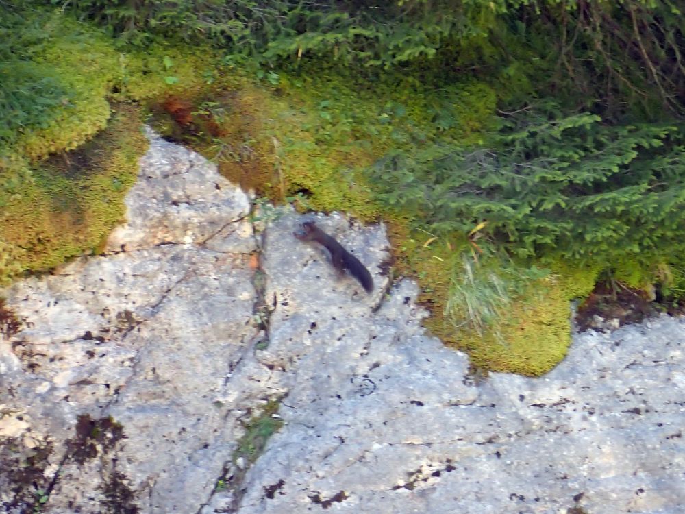 Eichhörnchen am Fels