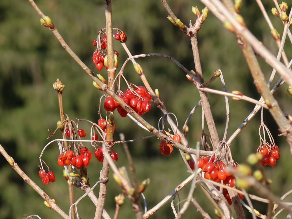 rote Beeren