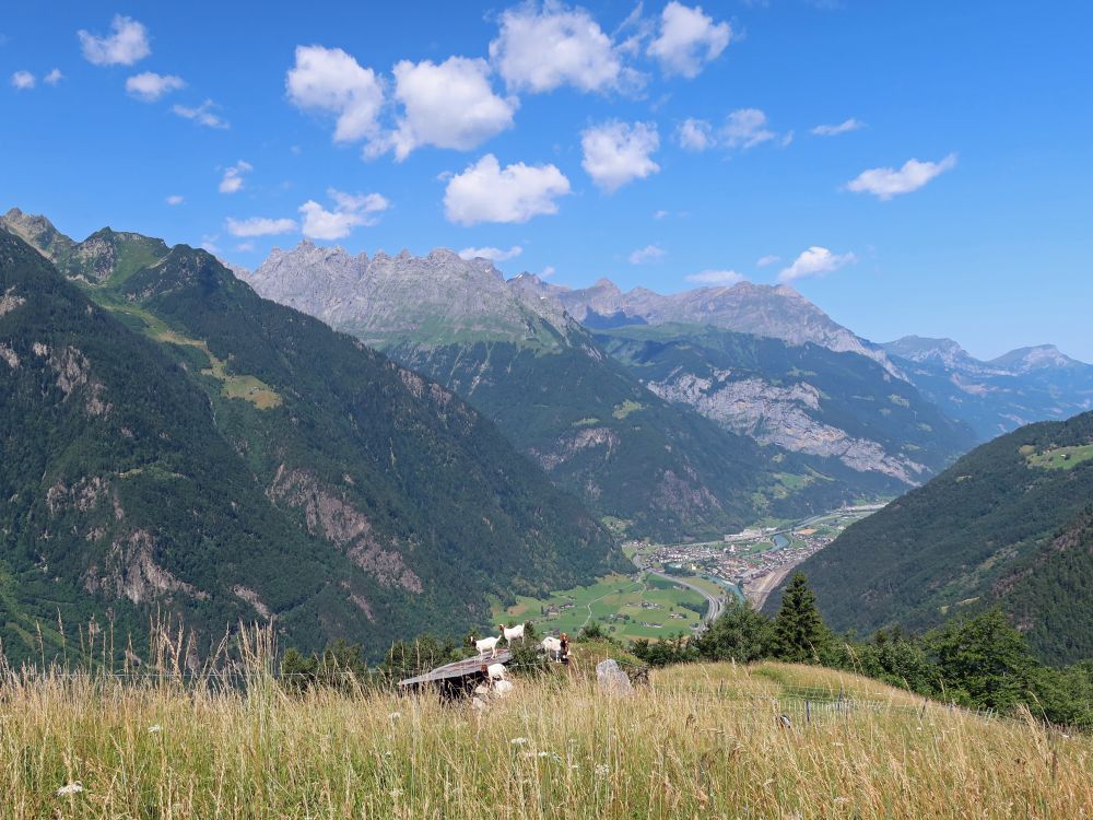 Ziegen und Blick ins Rheintal