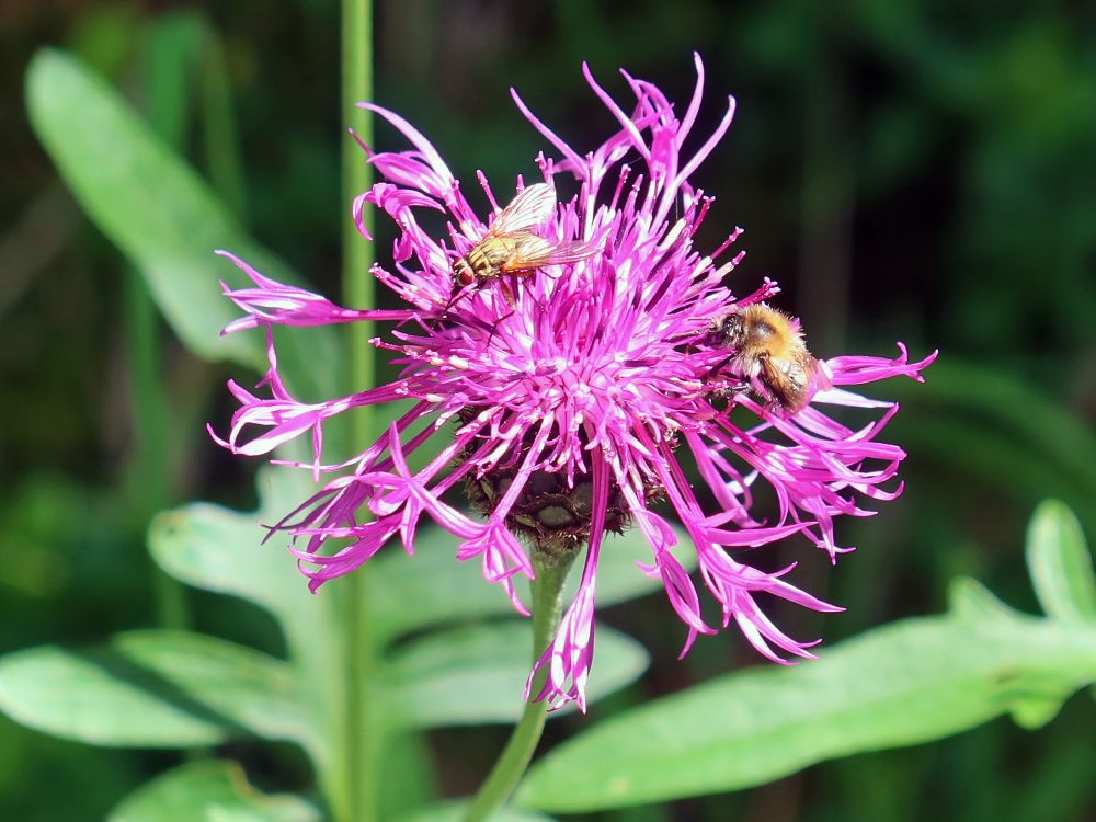 Insekten auf Flockenblume