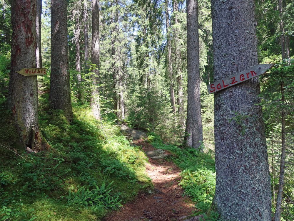 Waldpfad und Wegweiser