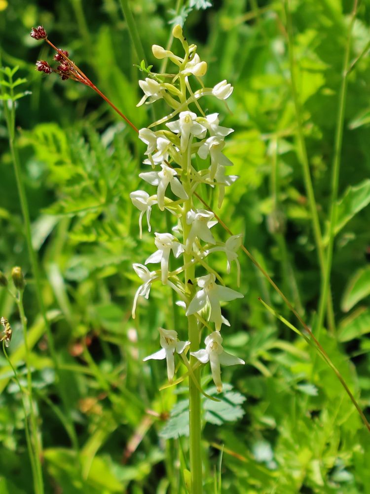 Orchidee Waldhyazinthe
