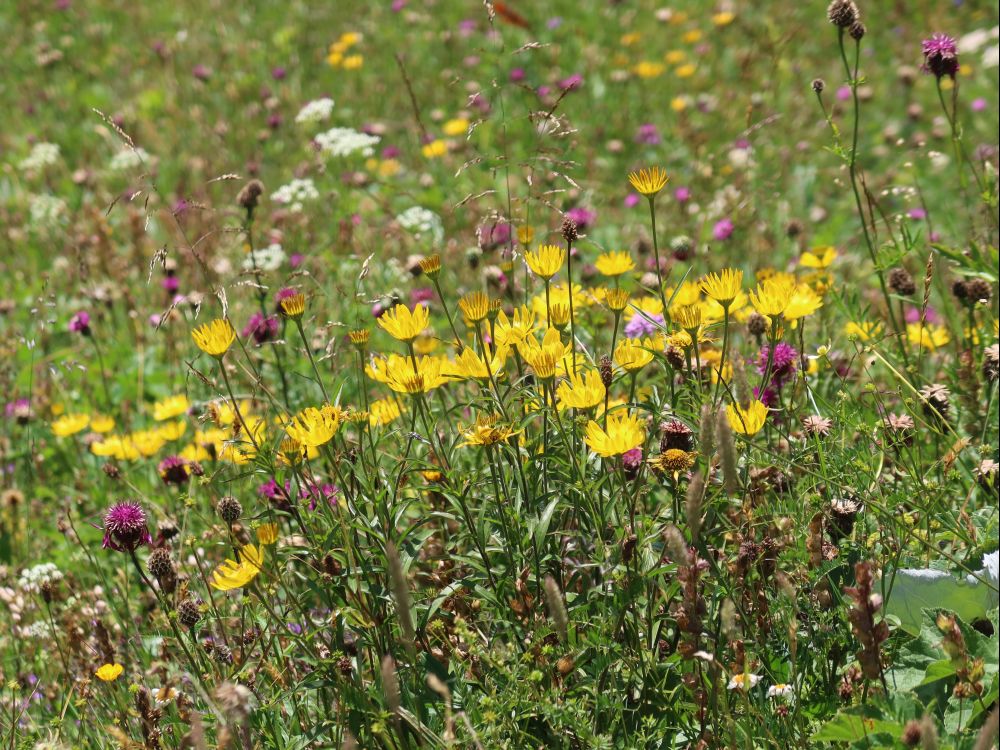 Blumenwiese