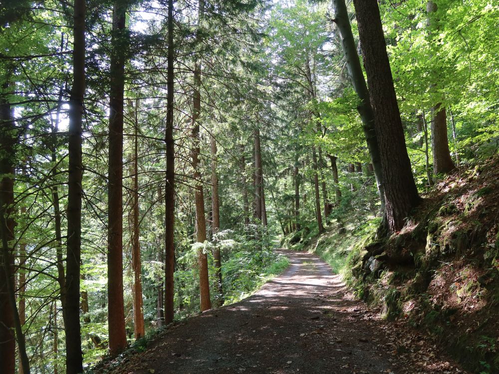 Waldweg