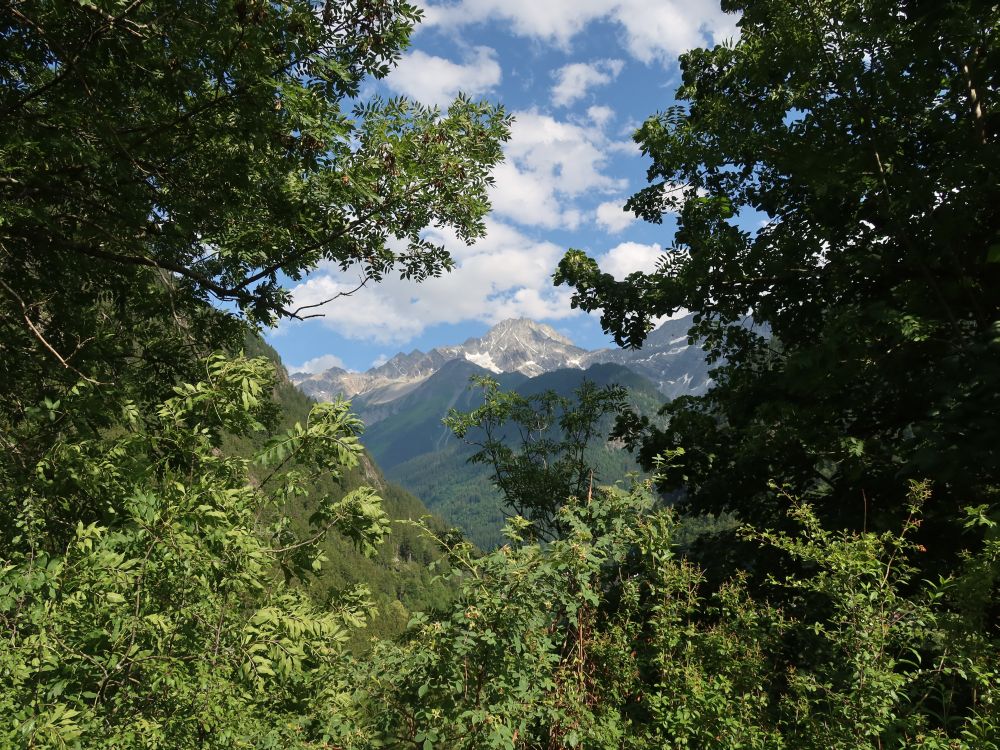 Oberalpstock zwischen den Bäumen