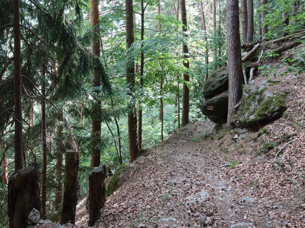 Waldpfad