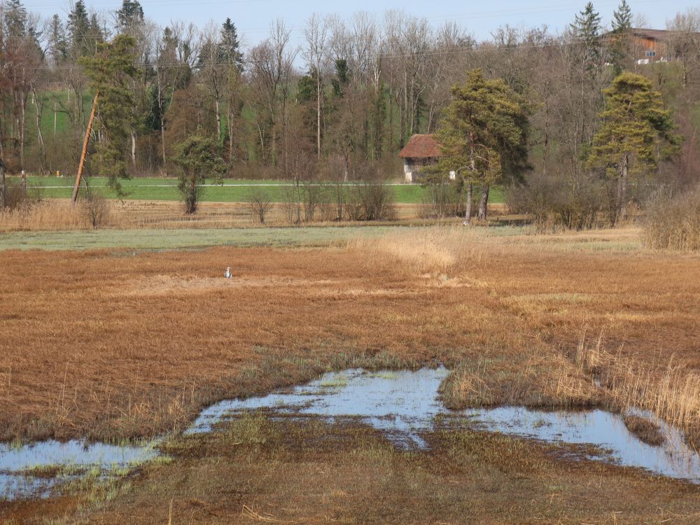 Itziker Riet