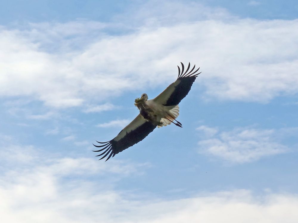 Storch im Flug