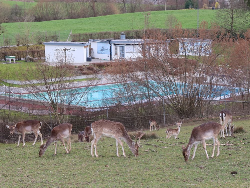 Rehe und Freibad