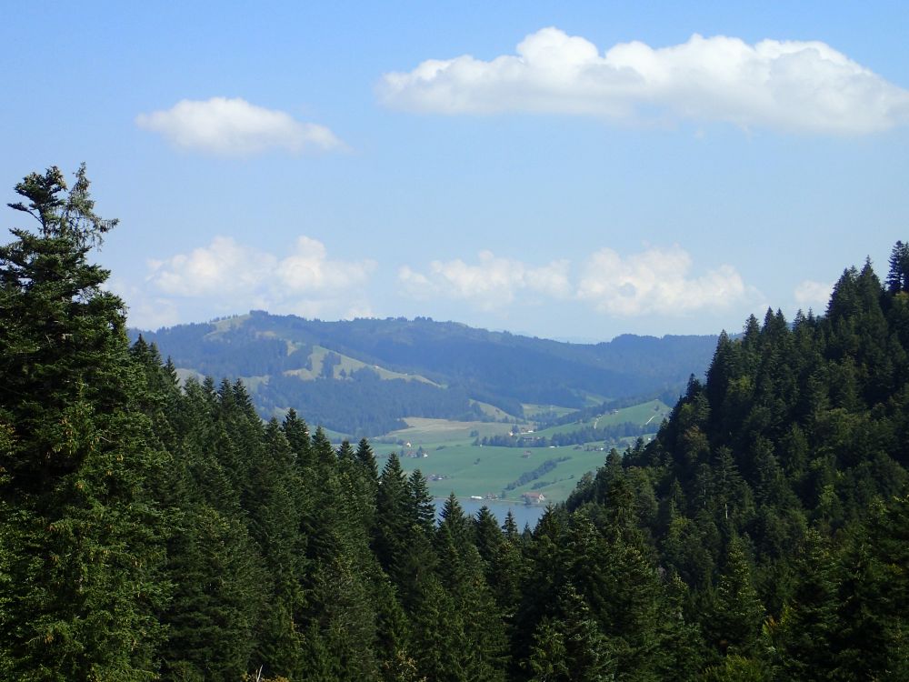 Sihlsee über den Baumgipfeln