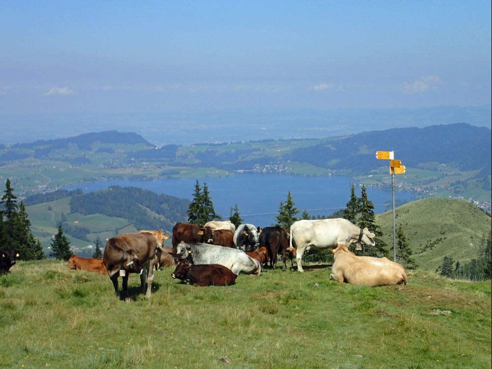 Kuhherde und Sihlsee