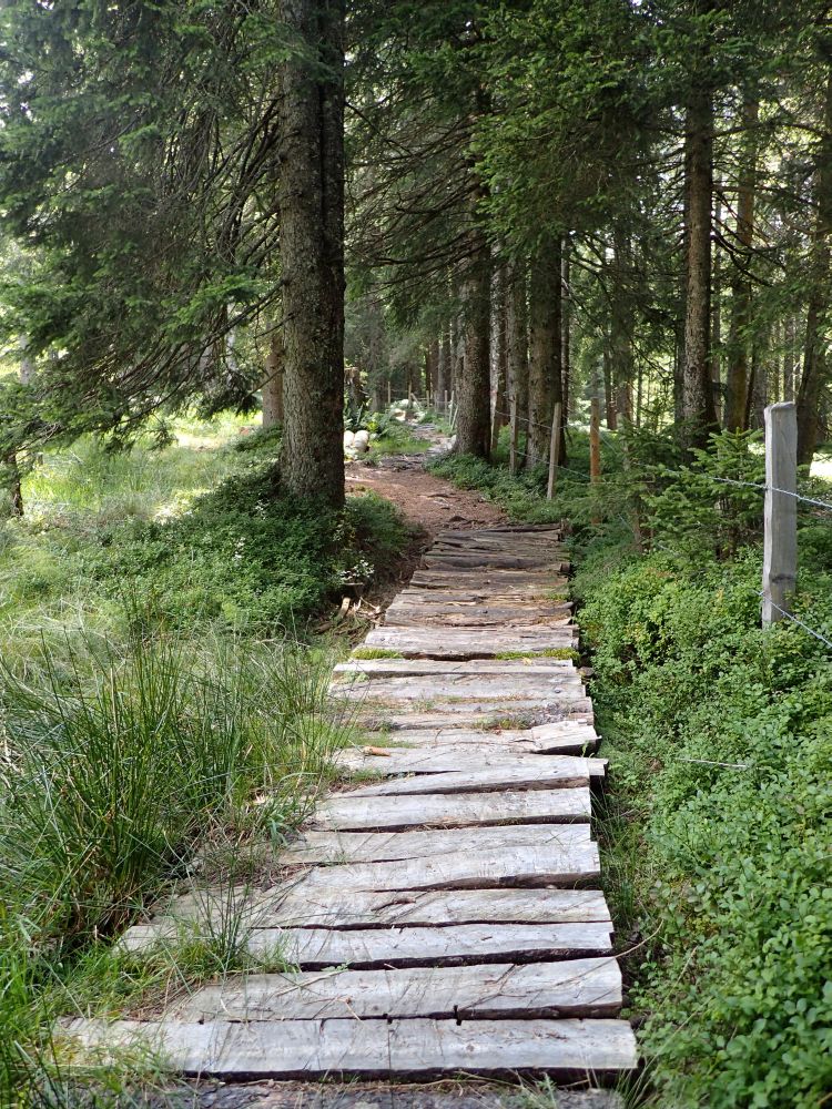 Holzsteg im Moor